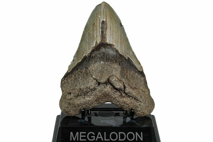 Fossil Megalodon Tooth - North Carolina #221828